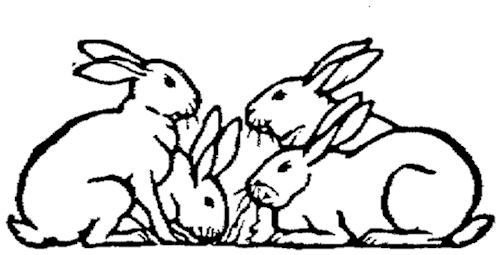 500x255 Black White Bunny Tumblr
