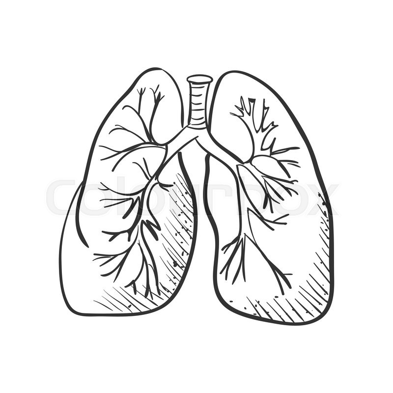 800x800 Lungs Doodle Drawing, Medical Background. Excellent Vector