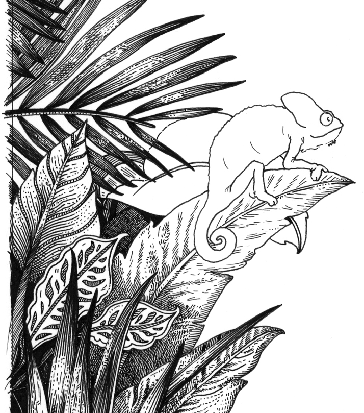 714x809 Cover Artwork For A Journey Through The Jungle An Anti Stress