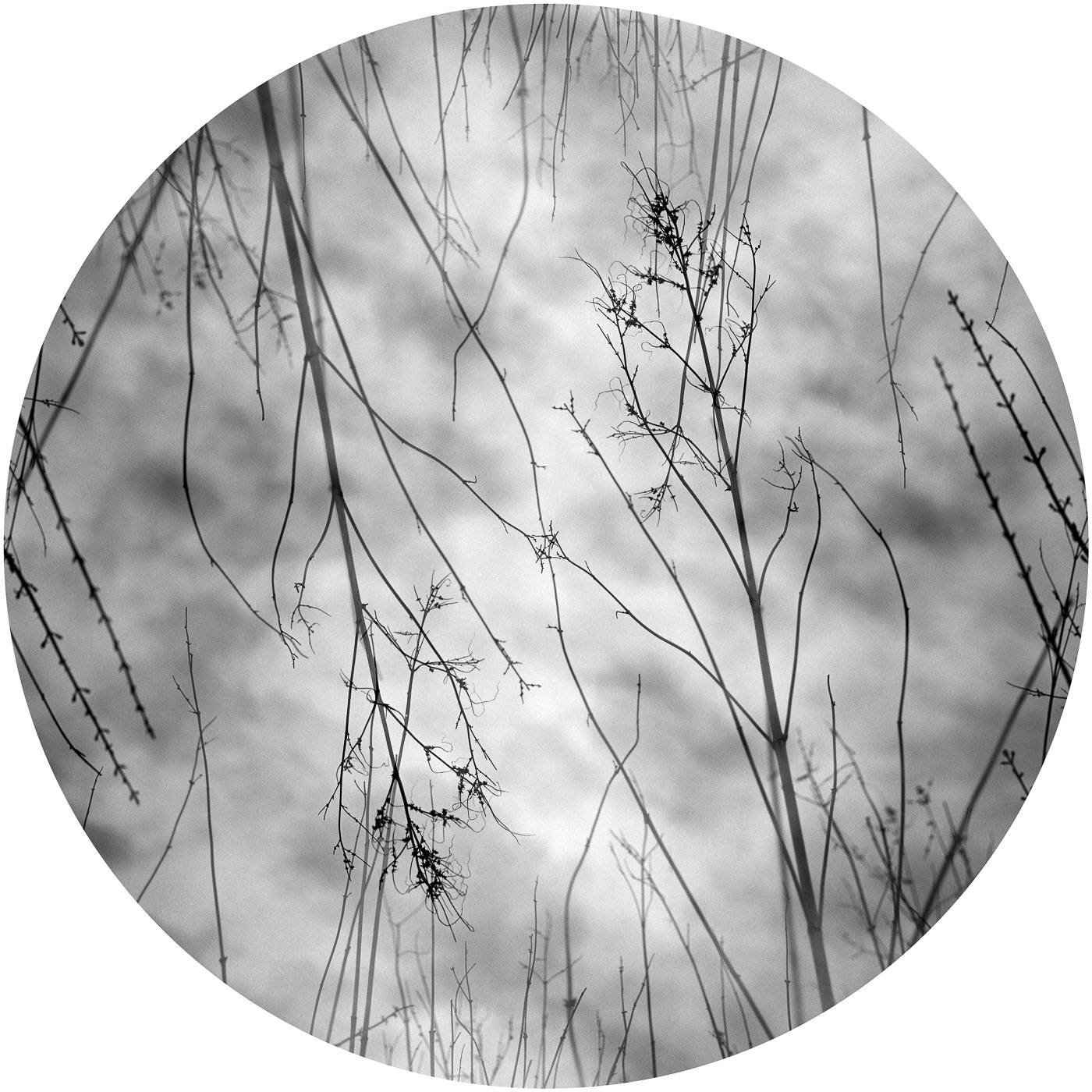 1400x1400 Meghan Duda