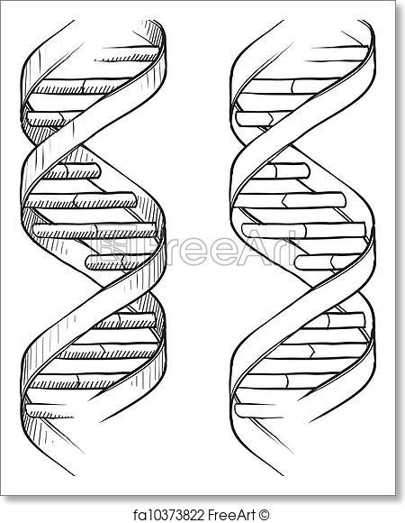 450x580 Free Art Print Of Dna Double Helix Sketch. Doodle Style Genetic