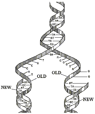 320x385 Fhs Bio Wiki Dna Replication
