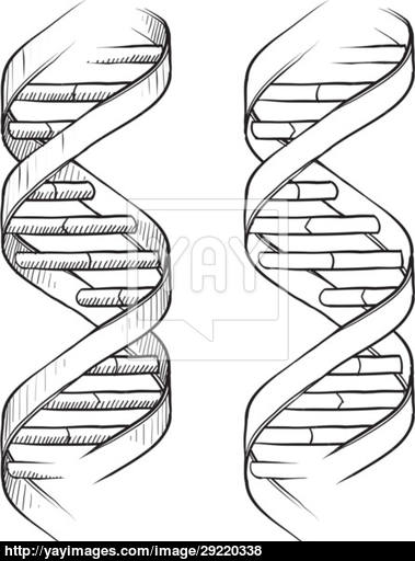 379x512 Dna Double Helix Sketch Vector