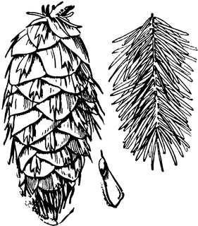 281x320 Douglas Fir Cone, Seed, And Foliage Clipart Etc