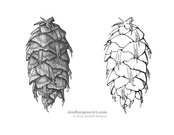 712x553 Douglas Fir Cones @ Jen Burgess Art