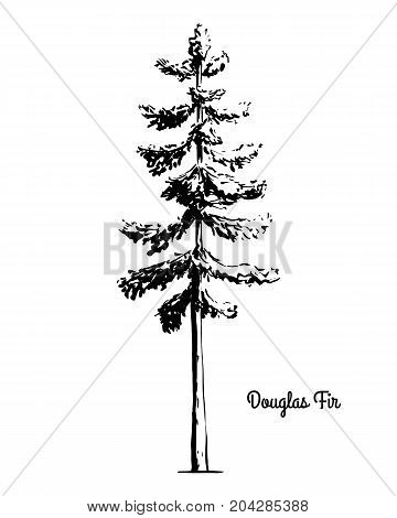 360x470 Douglas Fir Images, Illustrations, Vectors