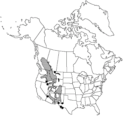 400x376 Watching The World Wake Up Piney Looking Trees Part 2 Douglas