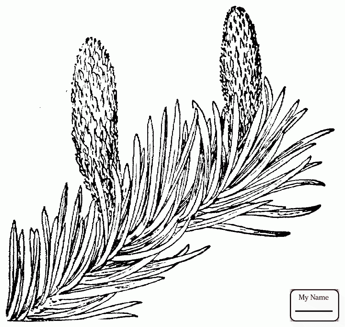 1127x1070 Coloring Pages Trees Leaves Douglas Fir