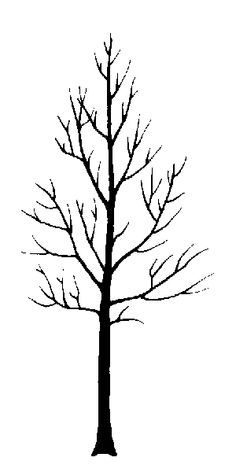 236x472 Evergreen Silhouette Rocky Mountain Douglas Fir