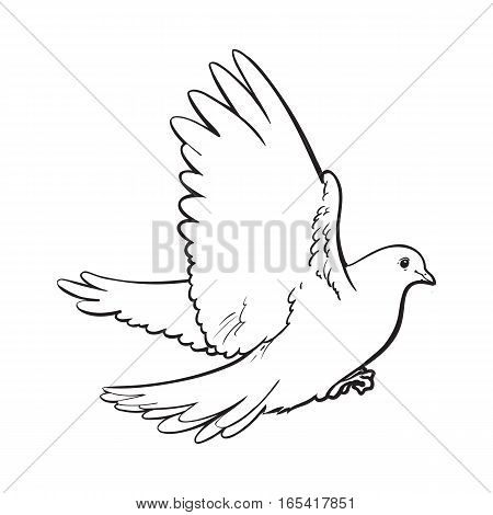 450x470 Free Flying White Dove, Sketch Vector Amp Photo Bigstock