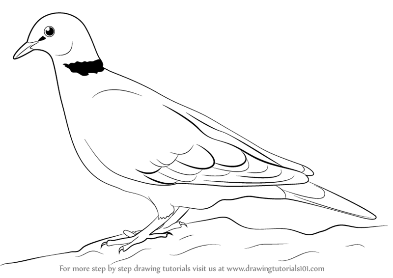 800x566 Learn How To Draw A Dove (Birds) Step By Step Drawing Tutorials