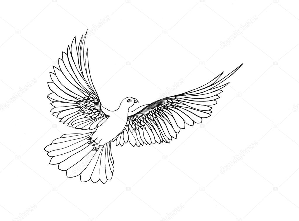 1023x758 Dove In Free Flight. Isolated On White Background. Drawn By Hand
