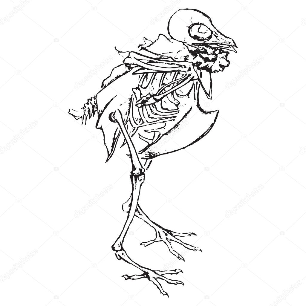 1024x1024 Monochrome Skeleton Of Pigeon Dove Bird Sketch Vector Stock