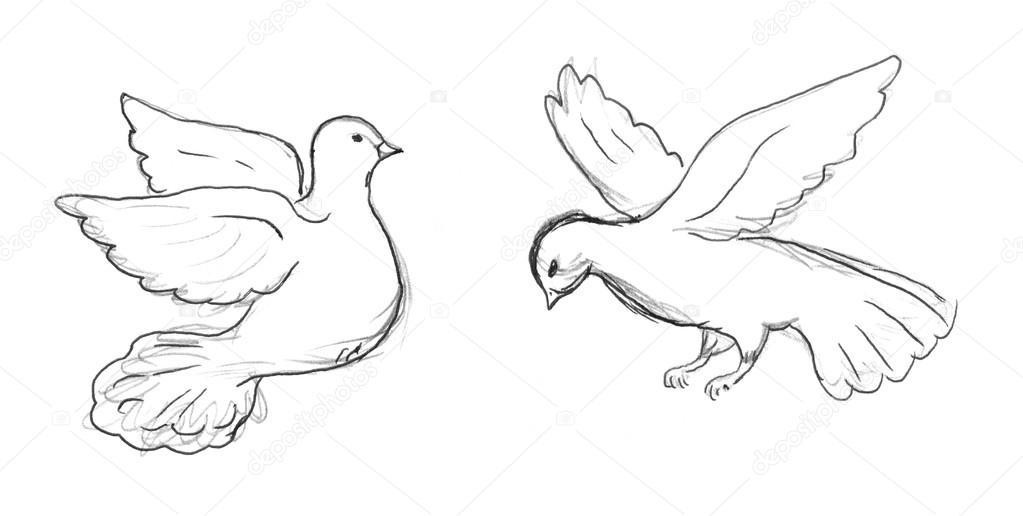 1023x516 Two Dove Sketch Stock Photo Nadyaus