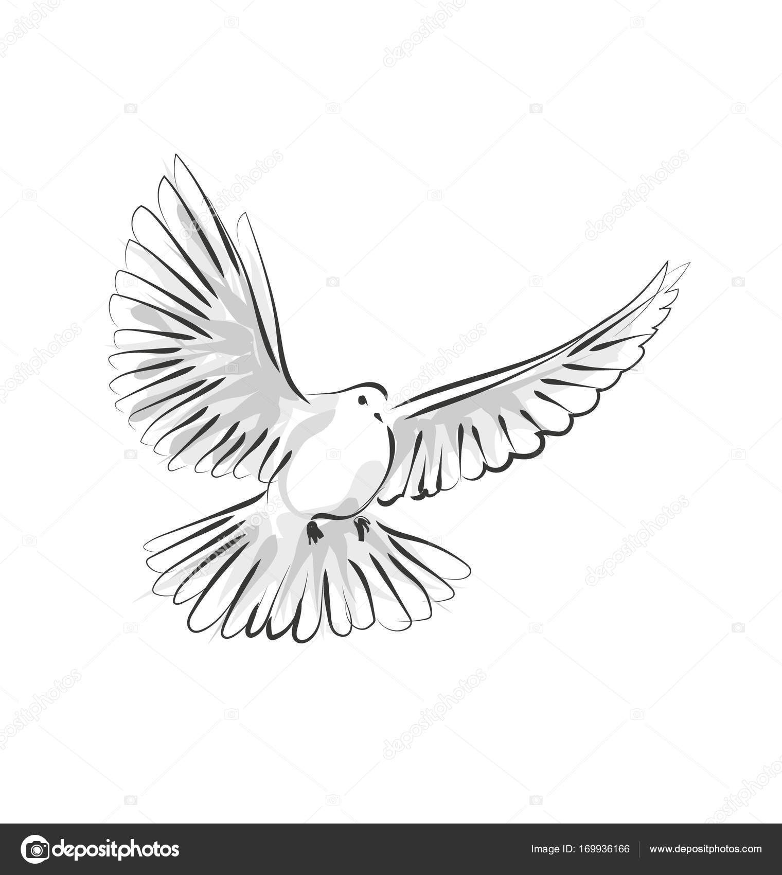 1520x1700 Vector Line Sketch Dove Stock Vector Onot