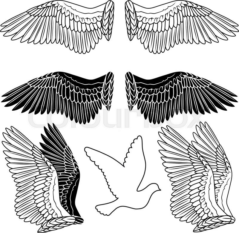 800x777 Dove Wing Dove Vs. Crow