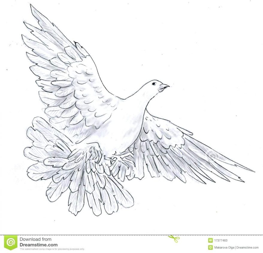 878x846 Pin Drawn Dove Pencil Drawing 41 Interesting Outline Of A Small