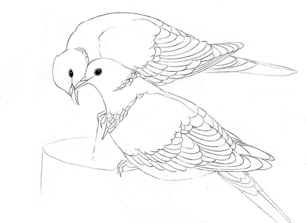 1024x744 Collared Dove By Euminee