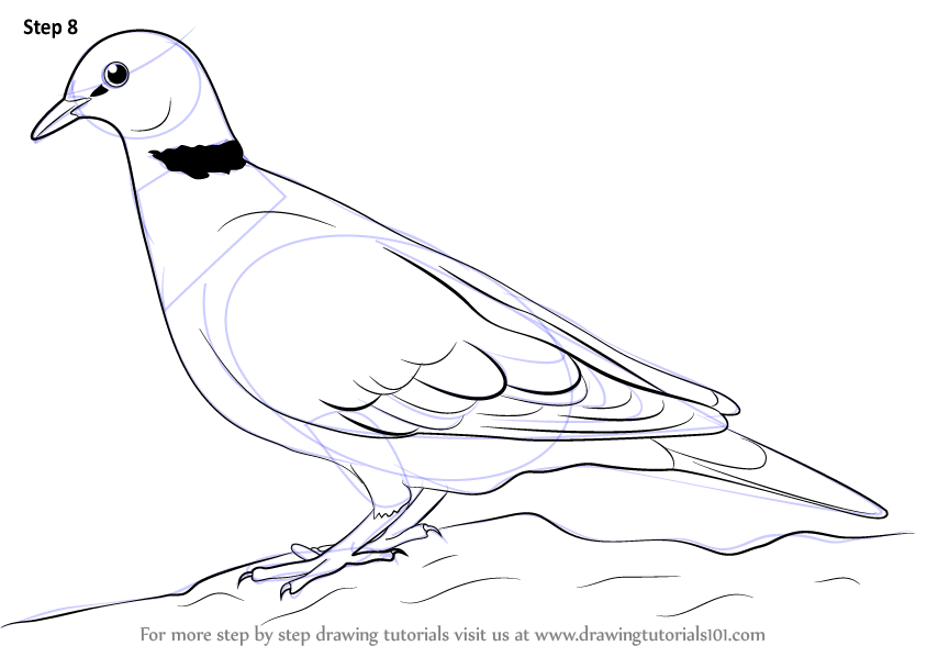 844x598 Learn How To Draw A Dove (Birds) Step By Step Drawing Tutorials