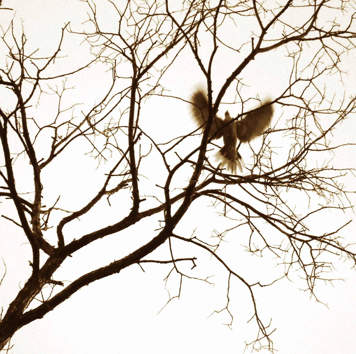 1500x1491 Flying Dove Pencil Drawing