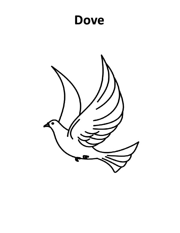 600x776 Dove Bird Sketches Archives