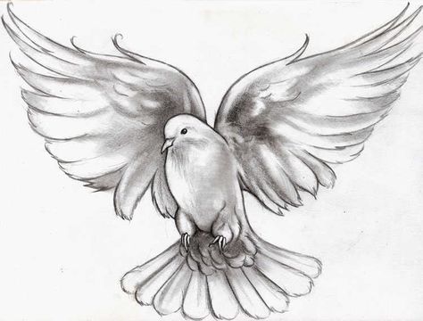 Dove Drawing Tattoo at GetDrawings | Free download