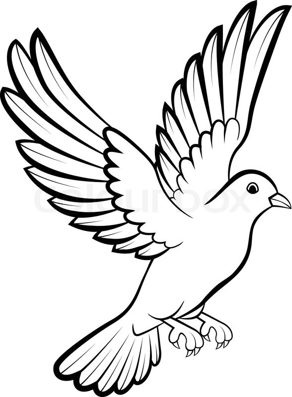 588x800 Drawn Dove Soaring Bird