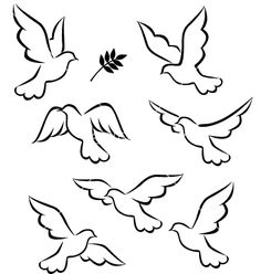 Dove Flying Drawing
