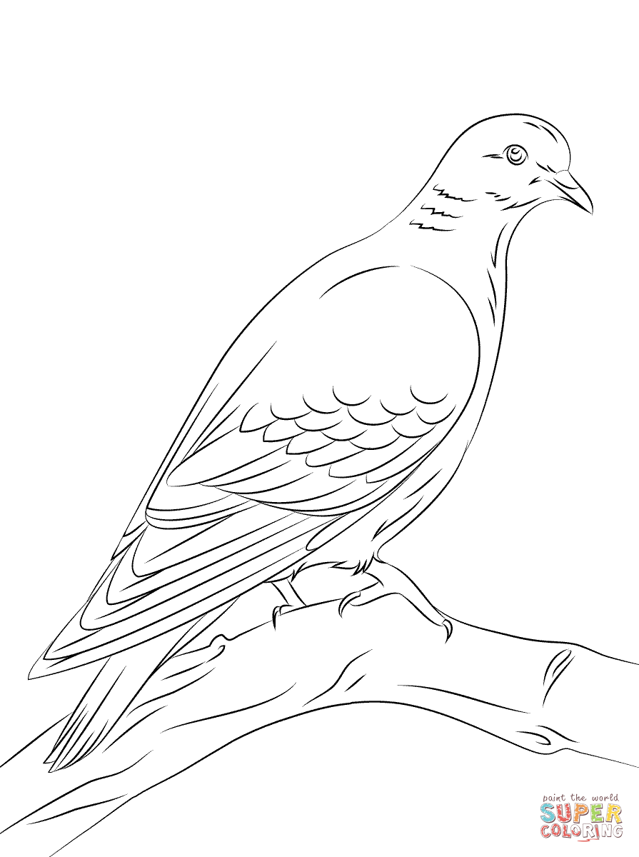 895x1200 Dove Coloring Pages