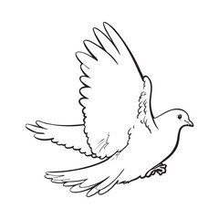 240x240 Free Flying White Dove, Sketch Style Vector Illustration Isolated