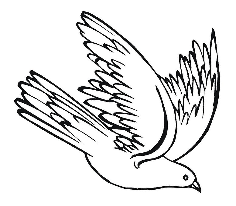 777x680 Pigeon Clipart Drawn