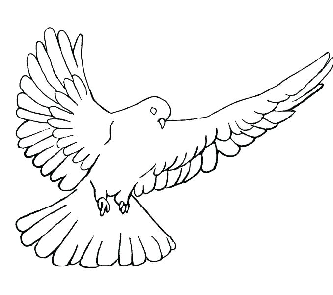 Dove In Flight Drawing at GetDrawings | Free download