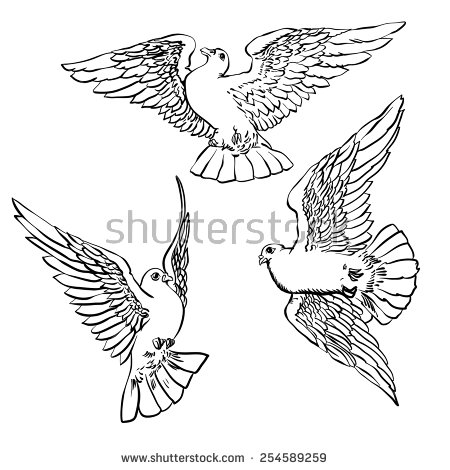 Dove Outline Drawing at GetDrawings | Free download