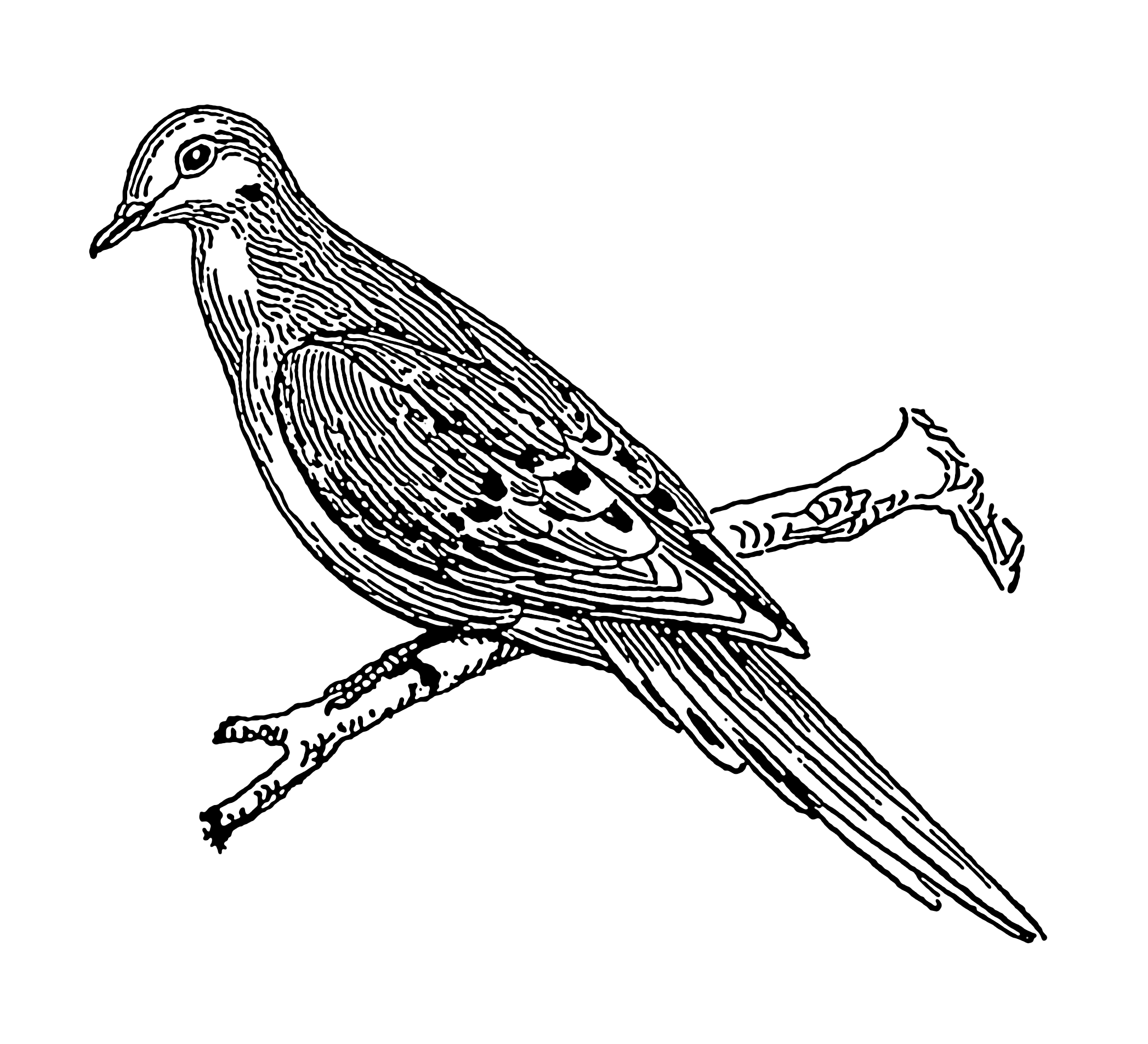 2094x1905 Filedove (Psf).png