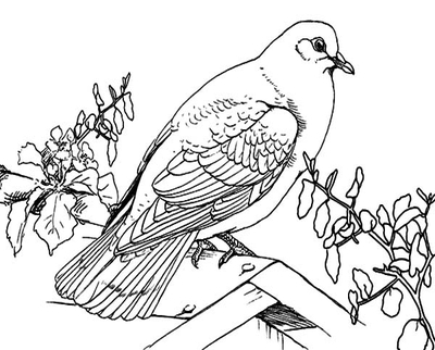 400x322 Big Dove Coloring Page Bird Picture Pages