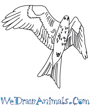 300x350 How To Draw A Red Kite