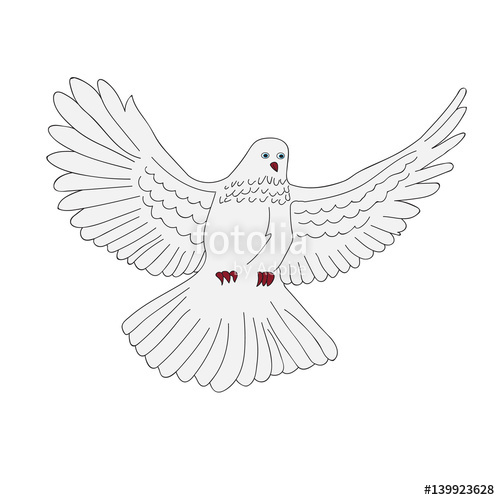 500x500 The Flying Gray Dove With Its Wings Spread Out, Isolated. Stock