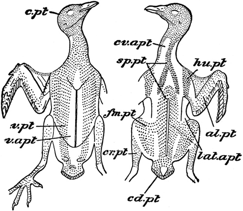 500x435 Bird Anatomy