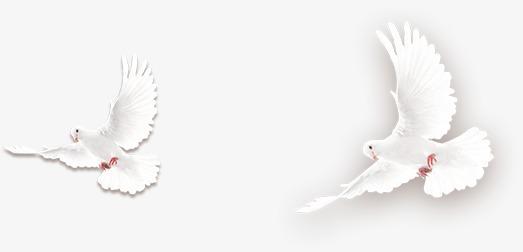 523x252 Wings Of A Dove, Swarming, In Large Numbers, Antiquity Png Image