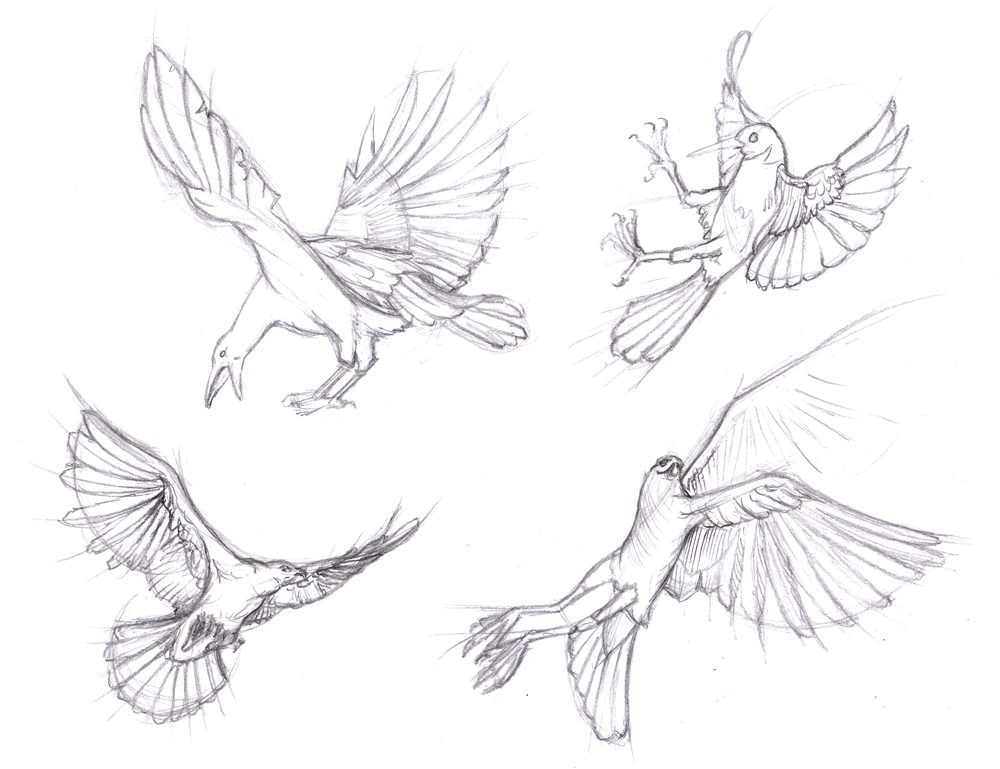 1000x769 How To Draw Bird Wings