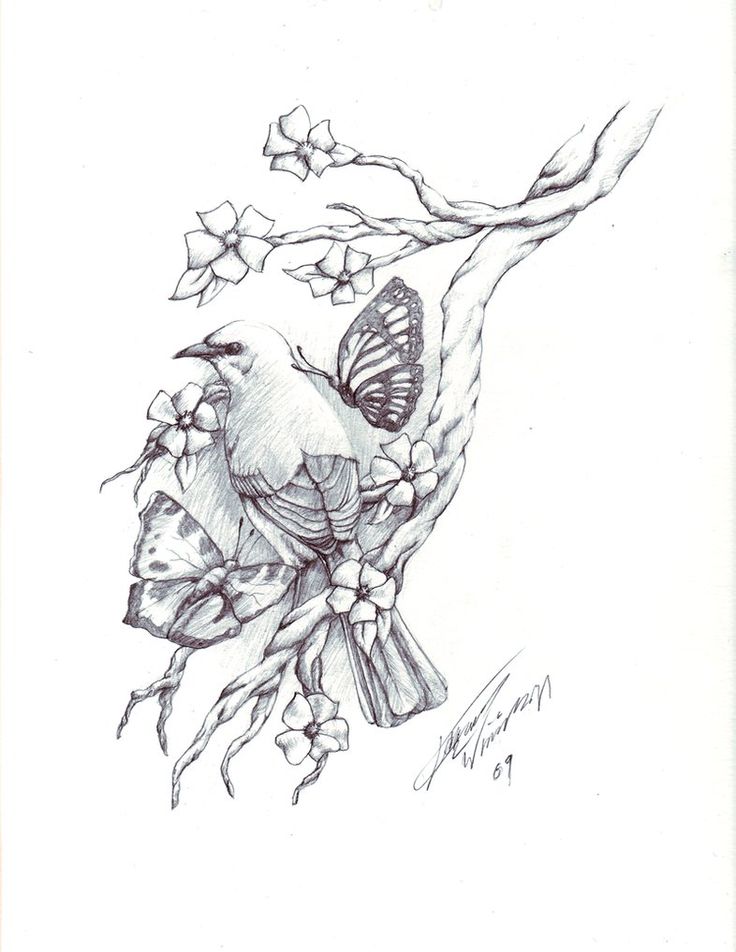 Doves Drawing