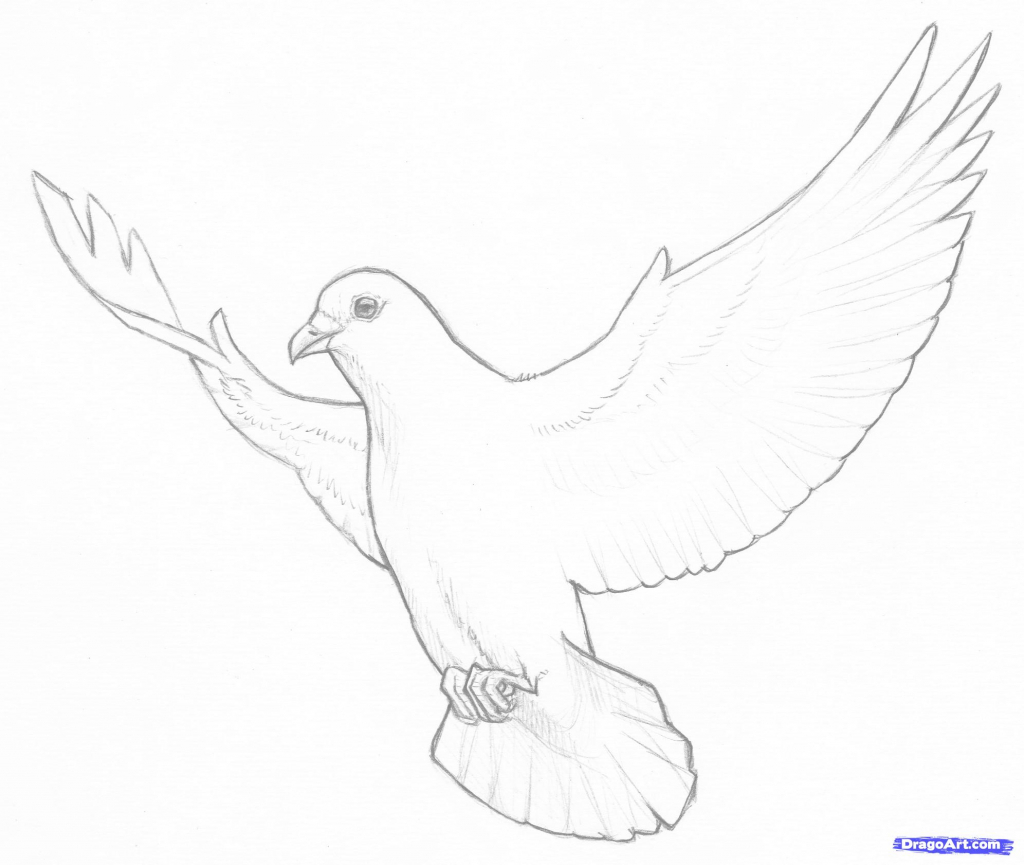 1024x865 Pencil Drawings Of Doves 19. How To Draw Doves