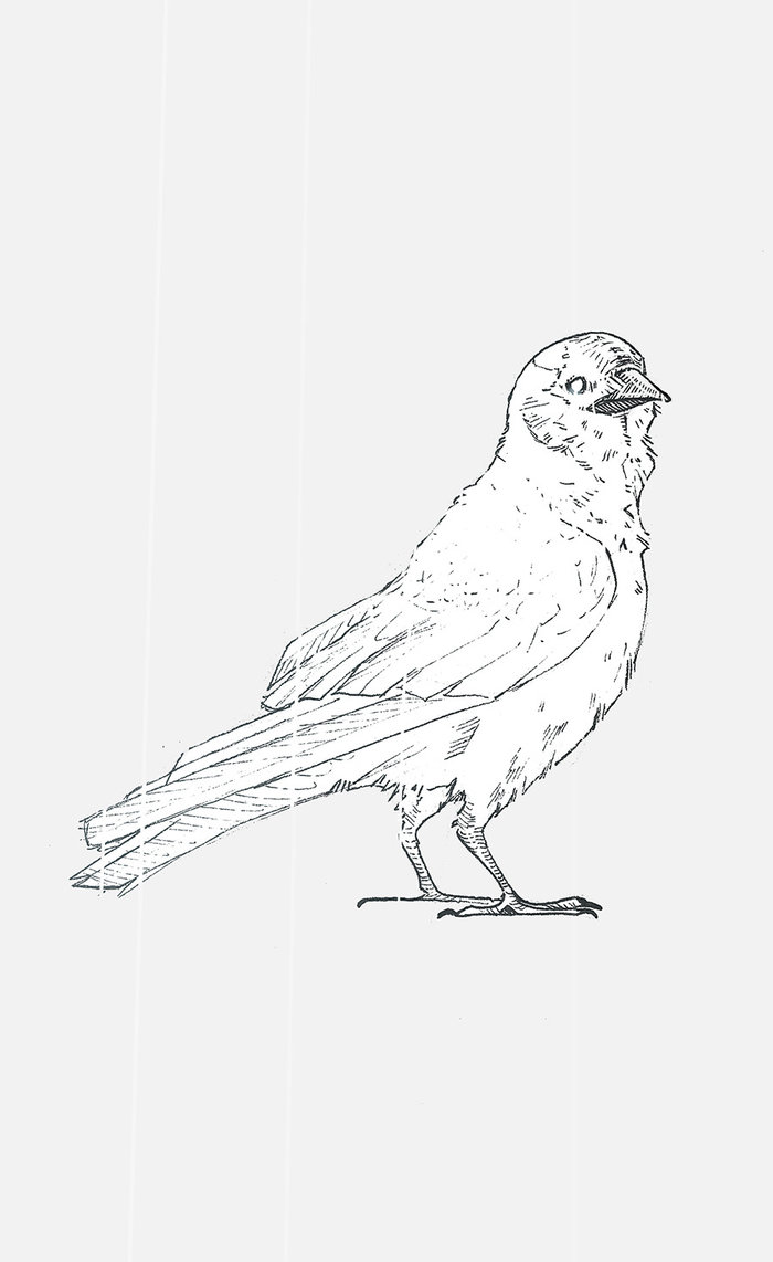 700x1142 The Jackdaw And The Doves (Inktober