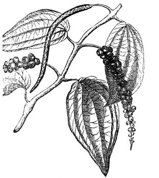 312x349 Botanic Peppercorn