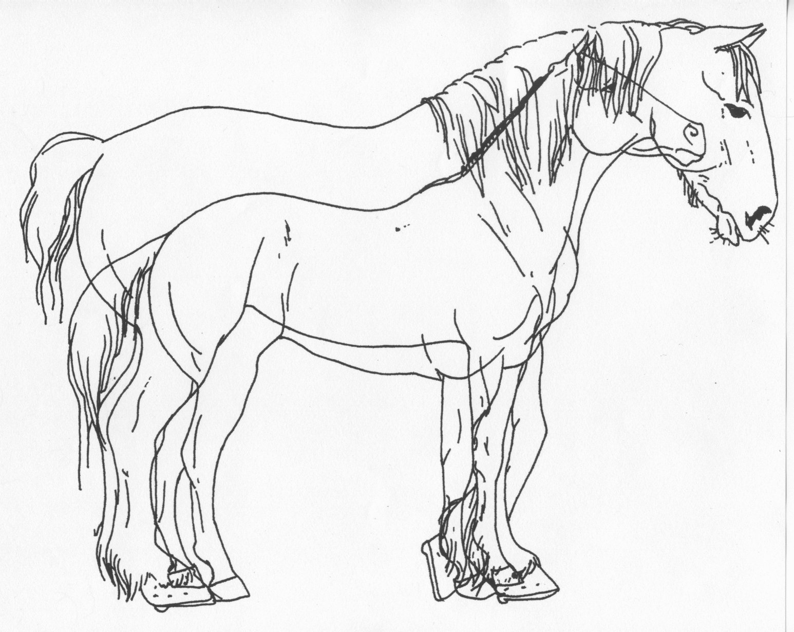 1546x1230 Horse And Draft Comparison By Stonegate