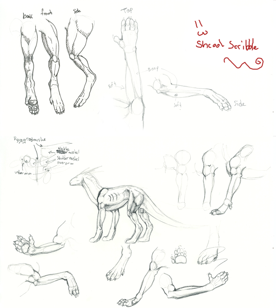 900x1004 Dragon Anatomy By Elen89