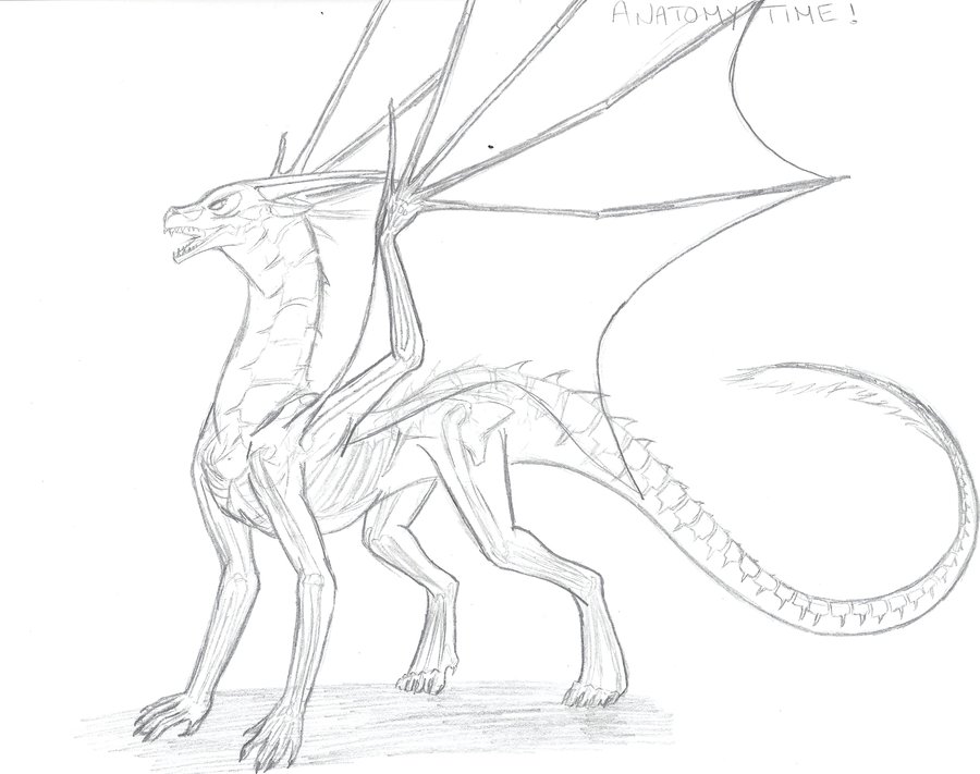 900x711 Skeleton Dragon And Anatomy By Spellcheck 15