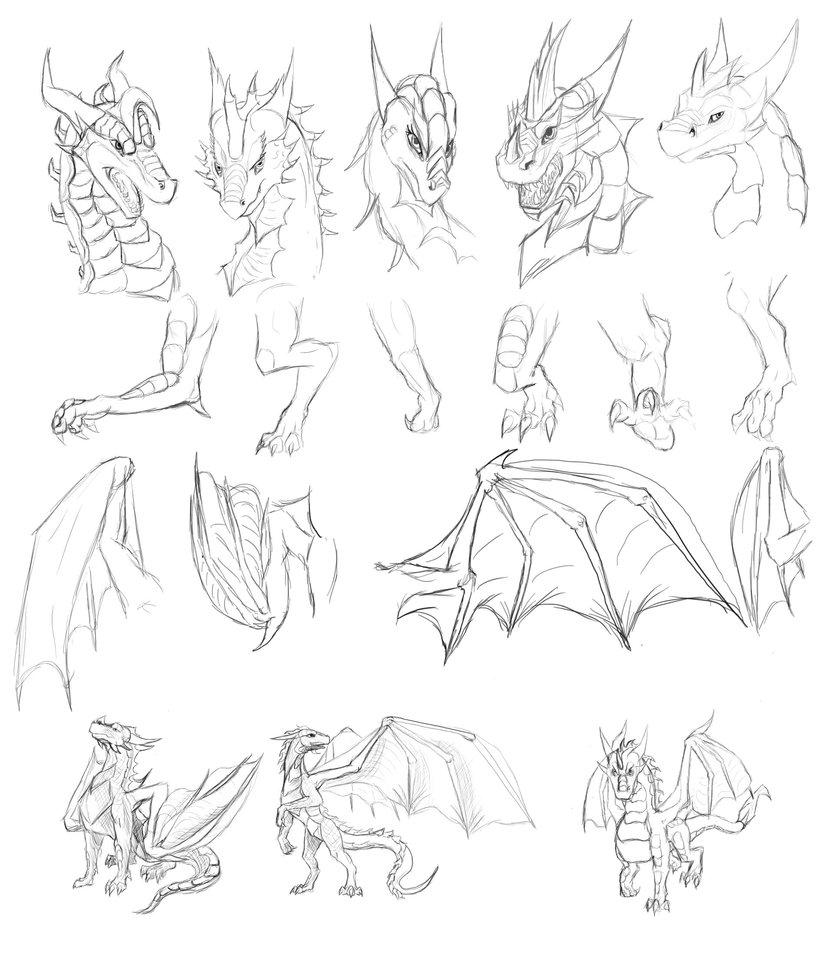 834x957 Dragon Art Study By Tsitra360 On Animal Anatomy
