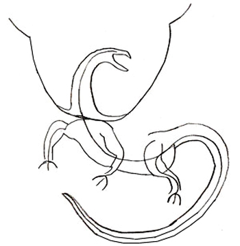 350x358 How To Draw A Dragon