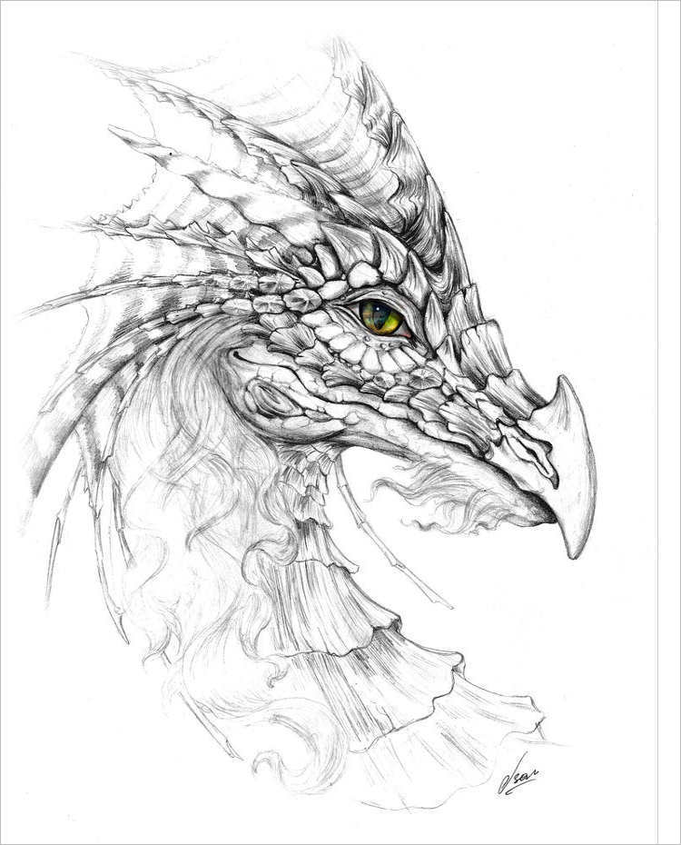 750x930 Dragon Pencil Drawing Sketches Free Amp Premium Templates